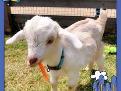 -前小桔亲子创意农场·草莓采摘·露营烧烤