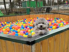 -宠乐会宠物乐园