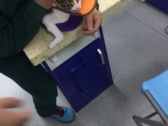 -睿金宠物医院·CT·肿瘤·骨外科