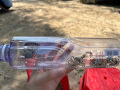 -红树林天天赶海