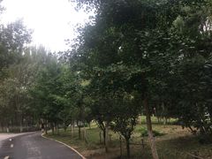 -长白岛森林公园