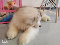 -汪说·狗咖(旺城大厦店)