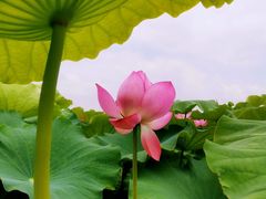 -嘉北郊野公园