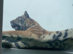 -西霞口神雕山野生动物世界