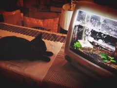 -海边的猫和咖啡馆