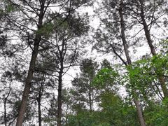 -铁山坪森林公园