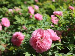 -洛阳市隋唐城遗址植物园