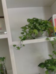 -苗医生专业祛痘·皮肤管理