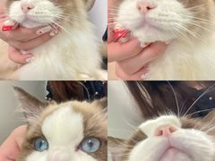 -猫宠乐园·专业洗护