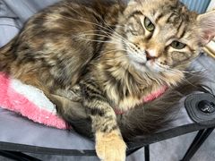 -1013 PET SHOP 宠物商店(近铁城市广场店)