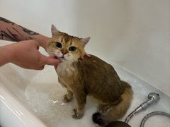 -momokira米努特·德文卷毛猫·棉花面纱犬