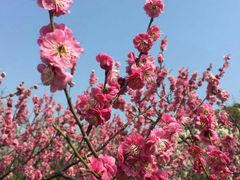-林屋梅海青梅保护基地