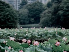 -金山公园
