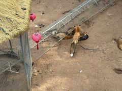 -西霞口神雕山野生动物世界