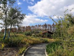 -上海长兴岛郊野公园