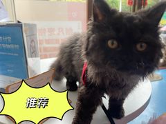 -创凡宠物医院·骨专科  猫科中心(西乡分院)