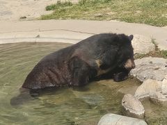 -石家庄市动物园