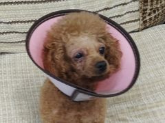 -顺强宠物诊所·狂犬免疫·夜诊·骨科(嘉定店)