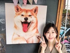 -柴犬高等学院·狗咖·柴犬售卖·宠物训练