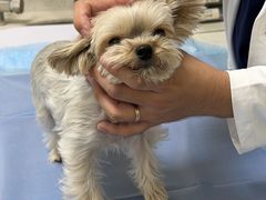 -美联众合动物医院·24h京西诊疗中心