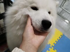 -宠福鑫康馨动物医院·骨科·眼科