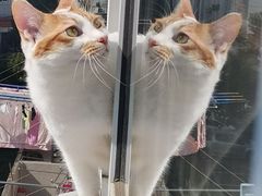 -宠颐生斯嘉宠物医院·急重症·心内科(谷阳北路分院)