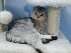 android_upload_pic-喵的天空名猫咖啡馆·撸猫·猫舍·用品