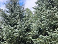 -塞罕坝国家级自然保护区