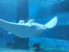 -北戴河圣蓝海洋公园