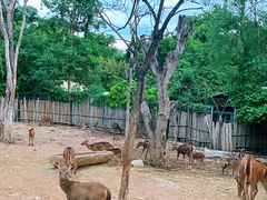 -清迈夜间动物园