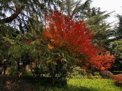 -关东小磨东北菜(上海长风大悦城店)
