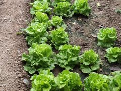 -甜心庄园·甜心草莓采摘园(西青中北店)