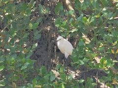 -北海金海湾红树林生态旅游区