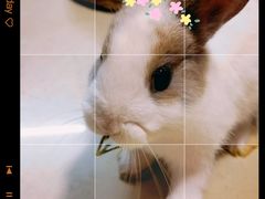 -猫猫幼稚园·撸猫·桌游·电玩