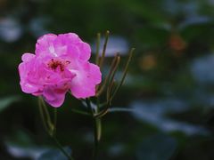 -成飞公园