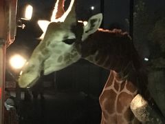 -清迈夜间动物园