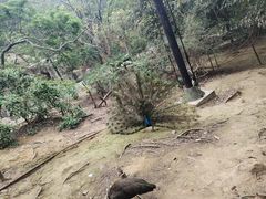 -广州市白云山风景名胜区