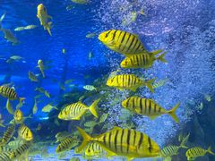 -太平洋海底世界