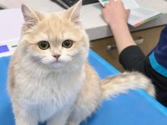 -芭比堂动物医院·CT·微创中心(新顺分院)