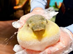 -肆月河豚·淮扬菜·湘菜(华天店)