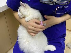 -柏萃动物医院·骨科·牙科