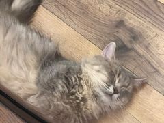 -袖虎·猫馆(体育西路店)