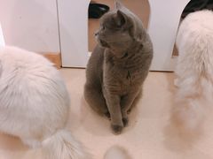-猫在这儿猫咪咖啡馆·撸猫馆