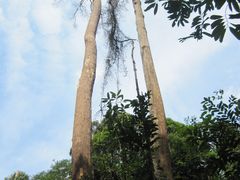 -武吉知马自然保护区