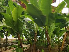-石家庄市植物园
