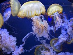 -珠海长隆海洋王国