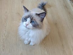 -有喵·猫咖·狗咖·30几只猫10只小狗(岗厦店)