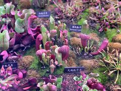 -中国科学院西双版纳热带植物园