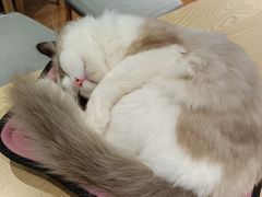 -绒爪撸猫下午茶·猫咖