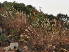 -东山风景区(洞庭东山)